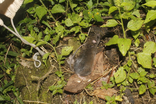 Blackish Deermouse