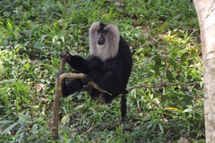 Macaca silenus