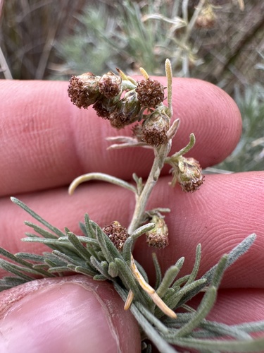 iNaturalist observation photo of California sagebrush
