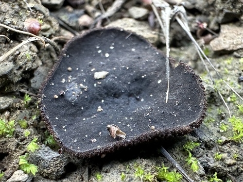 iNaturalist observation photo of Pseudoplectania