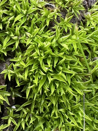 iNaturalist observation photo of Timmiella crassinervis