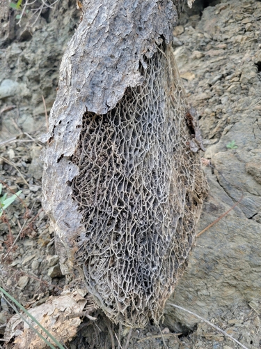 Avistamiento Chumbera (Opuntia ficus-indica)