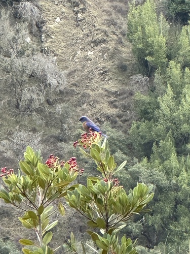 iNaturalist observation photo of Western Bluebird
