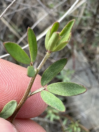 iNaturalist observation photo of deervetch