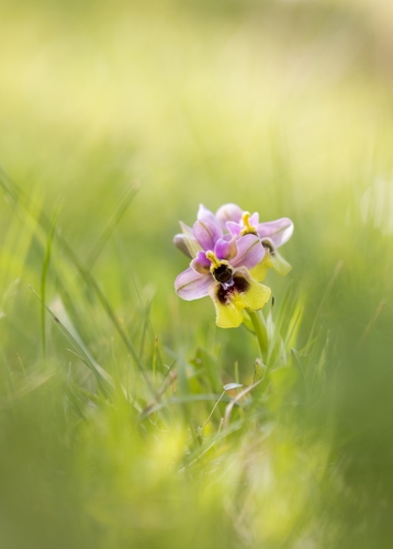 Sawfly Orchid