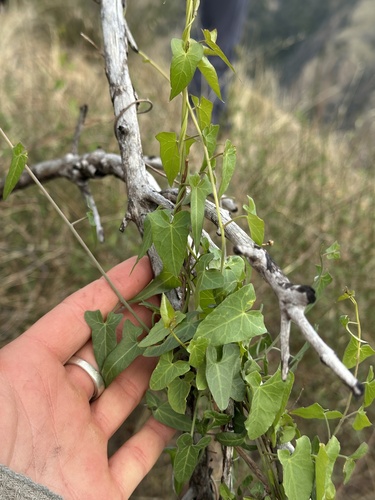 iNaturalist observation photo of Pacific false bindweed
