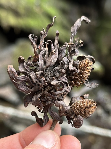 iNaturalist observation photo of Western American Alder Tongue Gall