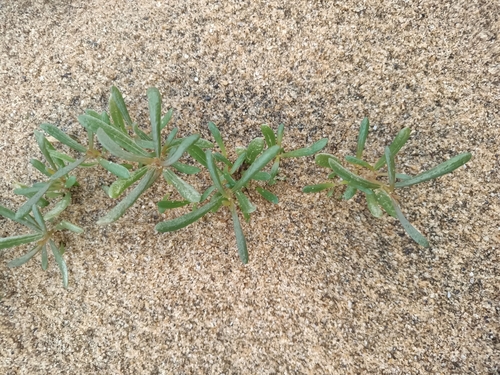 Gomphrena vermicularis, photograph 2