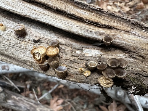 iNaturalist observation photo of common bird's nest fungus