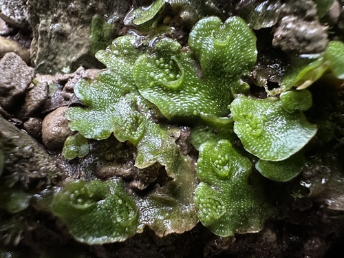 iNaturalist observation photo of Crescent-cup liverwort