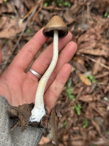 iNaturalist observation photo of Tall Psathyrella