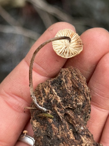 iNaturalist observation photo of Mycenaceae