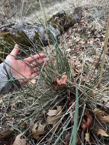 iNaturalist observation photo of California fescue