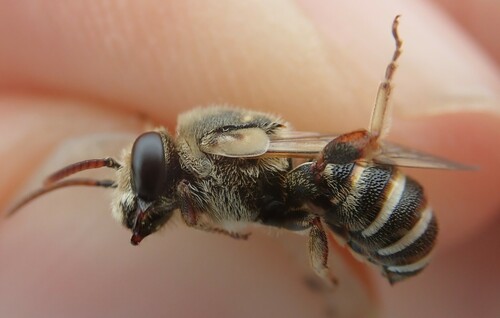 Pseudapis bispinosa