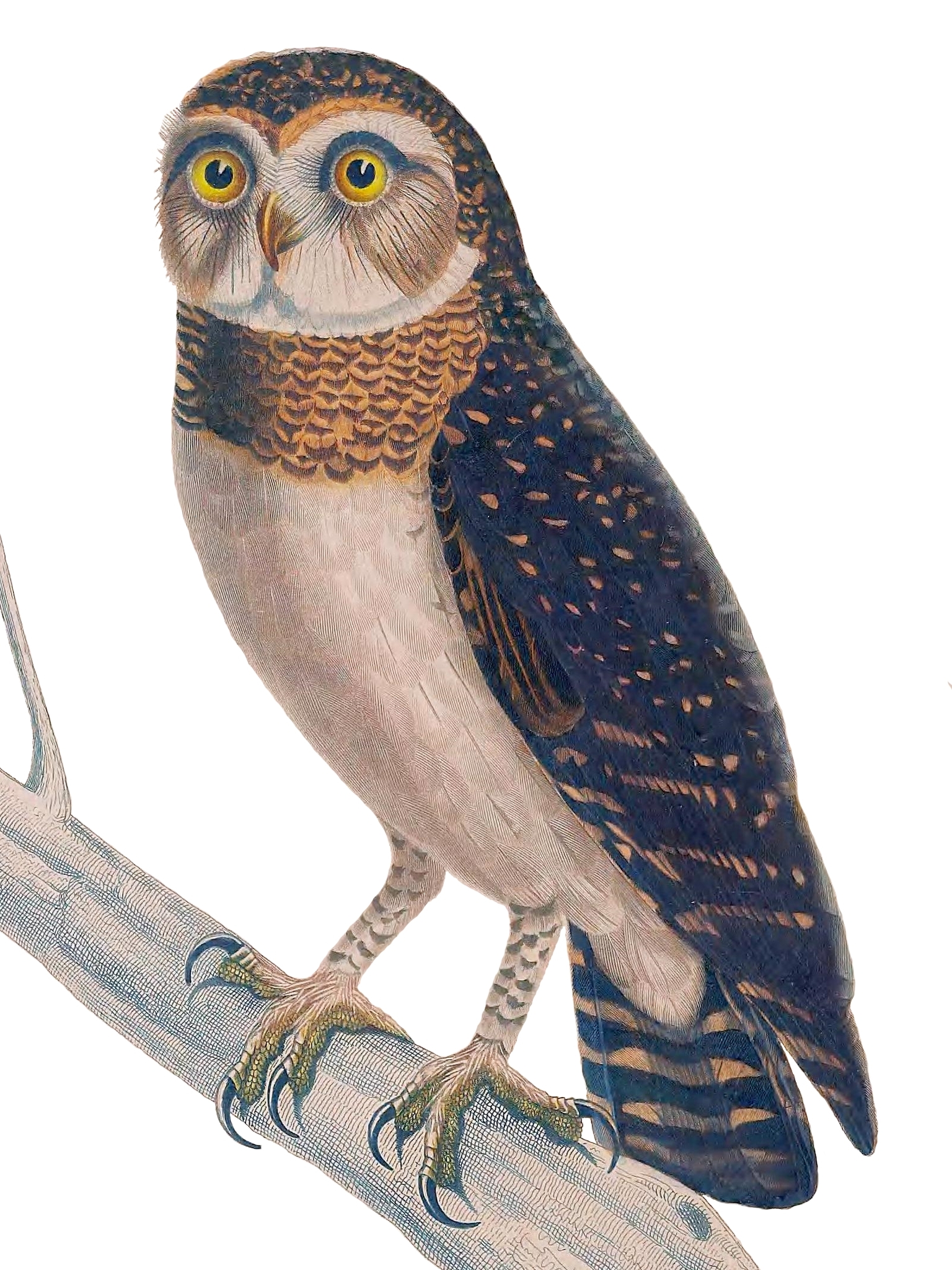 West Solomons Owl illustration