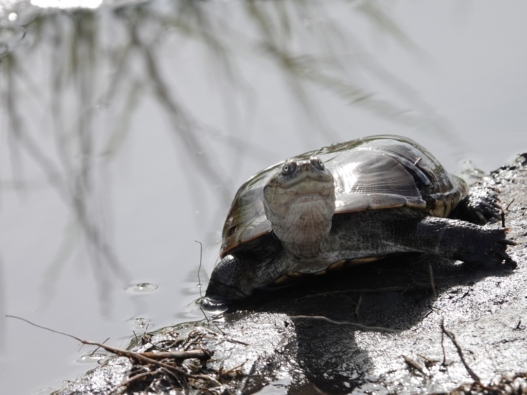 Helmeted Turtle from Kavango East Region, Namibia on January 5, 2025 at ...