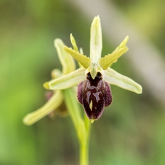 Ophrys exaltata