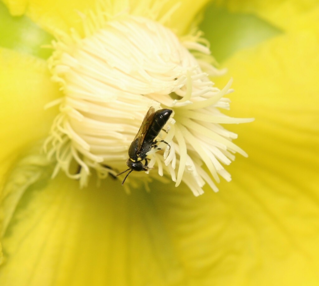 Hylaeus borneensis
