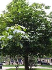 Aesculus hippocastanum