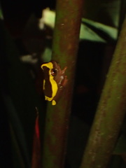 Dendropsophus bifurcus