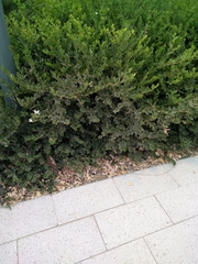Buxus harlandii