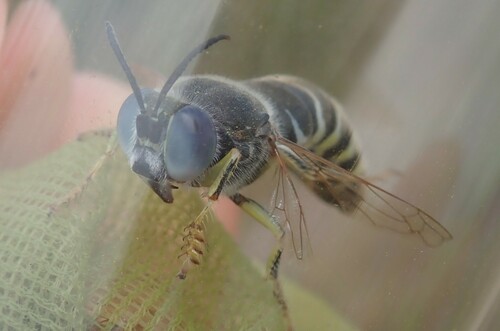 Bembix zonata