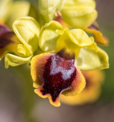Ophrys sicula