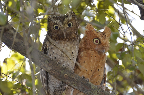 Sokoke Scops Owl (Otus ireneae) — Endangered Aves
