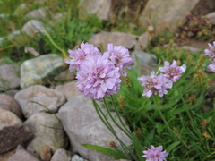 Armeria maritima maritima