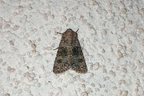 mora jastrabníková (Hecatera dysodea)