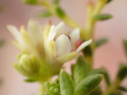 Image of Diosma recurva by (c) Dave U, some rights reserved (CC BY-SA)
