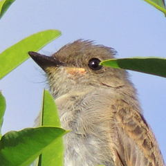 Empidonax traillii