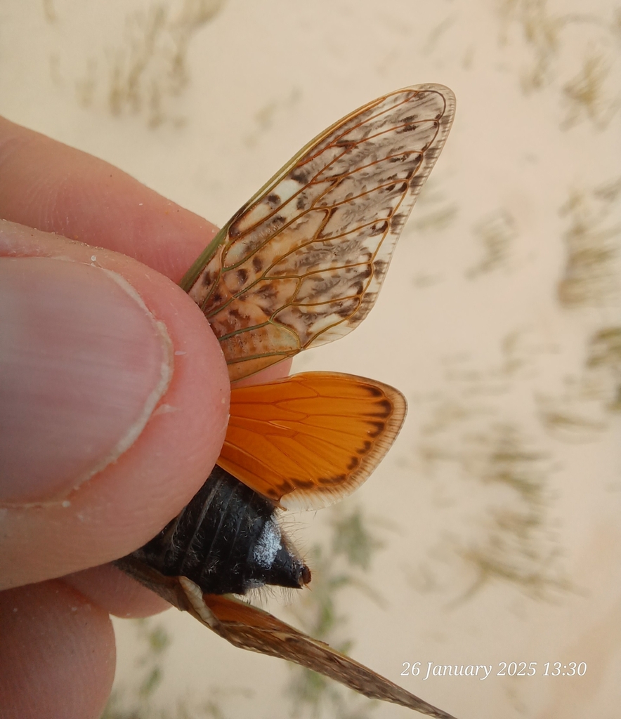 Rusty Orangewing Cicada