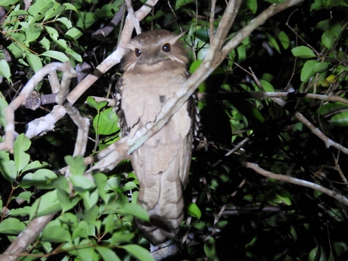 Large Frogmouth (Batrachostomus auritus), photo 4