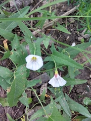 Convolvulus arvensis