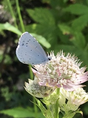 Celastrina argiolus