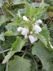 Lamium album