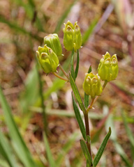 Asclepias pedicellata