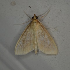 Framinghamia helvalis