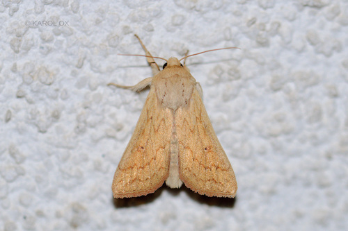 mora žĺtková (Mythimna vitellina)
