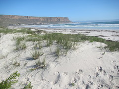 Cladoraphis cyperoides