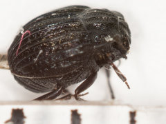 Onthophilus striatus