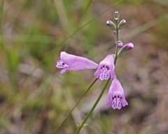 Physostegia purpurea