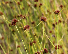 Rhynchospora microcephala