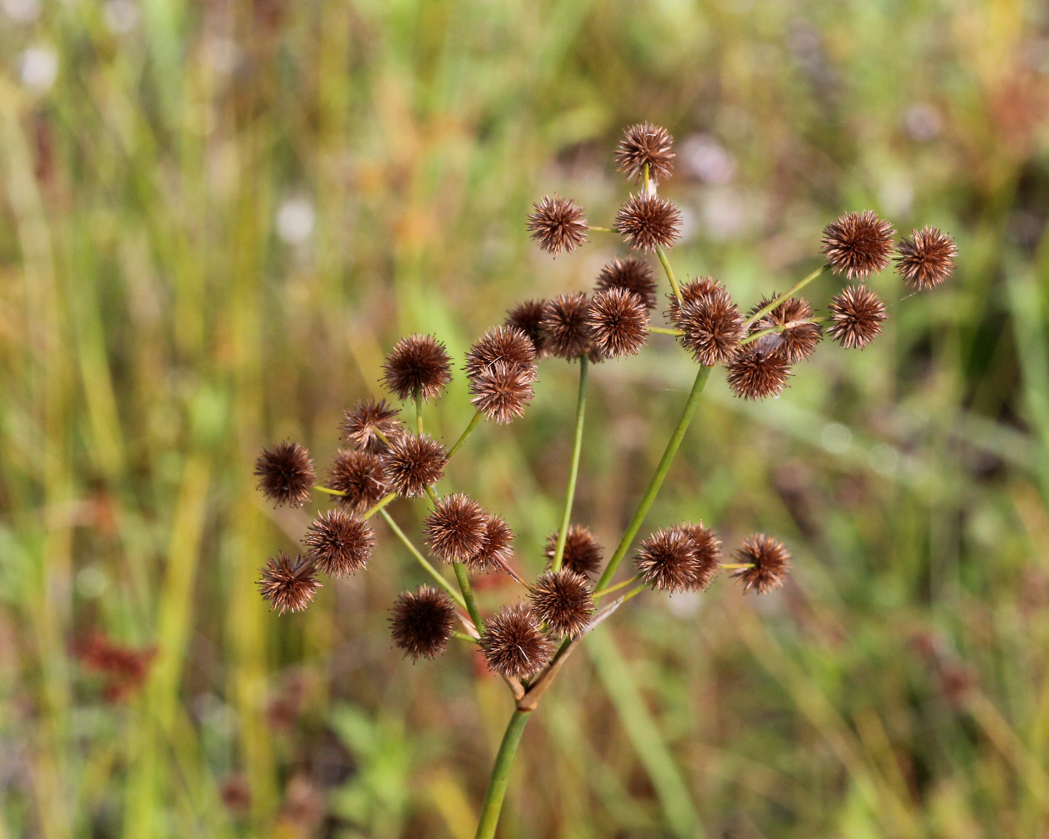Juncus paludosus