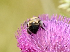 Anthophora montana