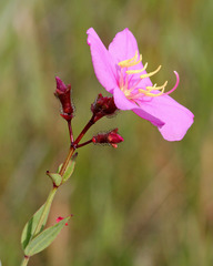 Rhexia alifanus