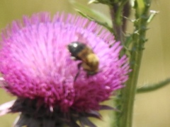 Anthophora montana