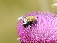 Anthophora montana