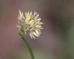 Fuirena scirpoidea